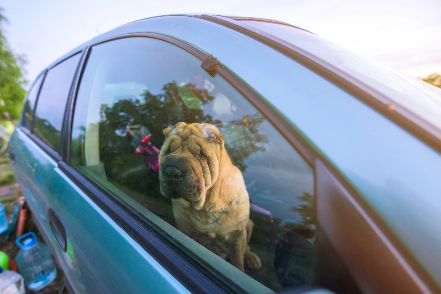 Ford Expedition back seat cover for Chinese Shar-Pei