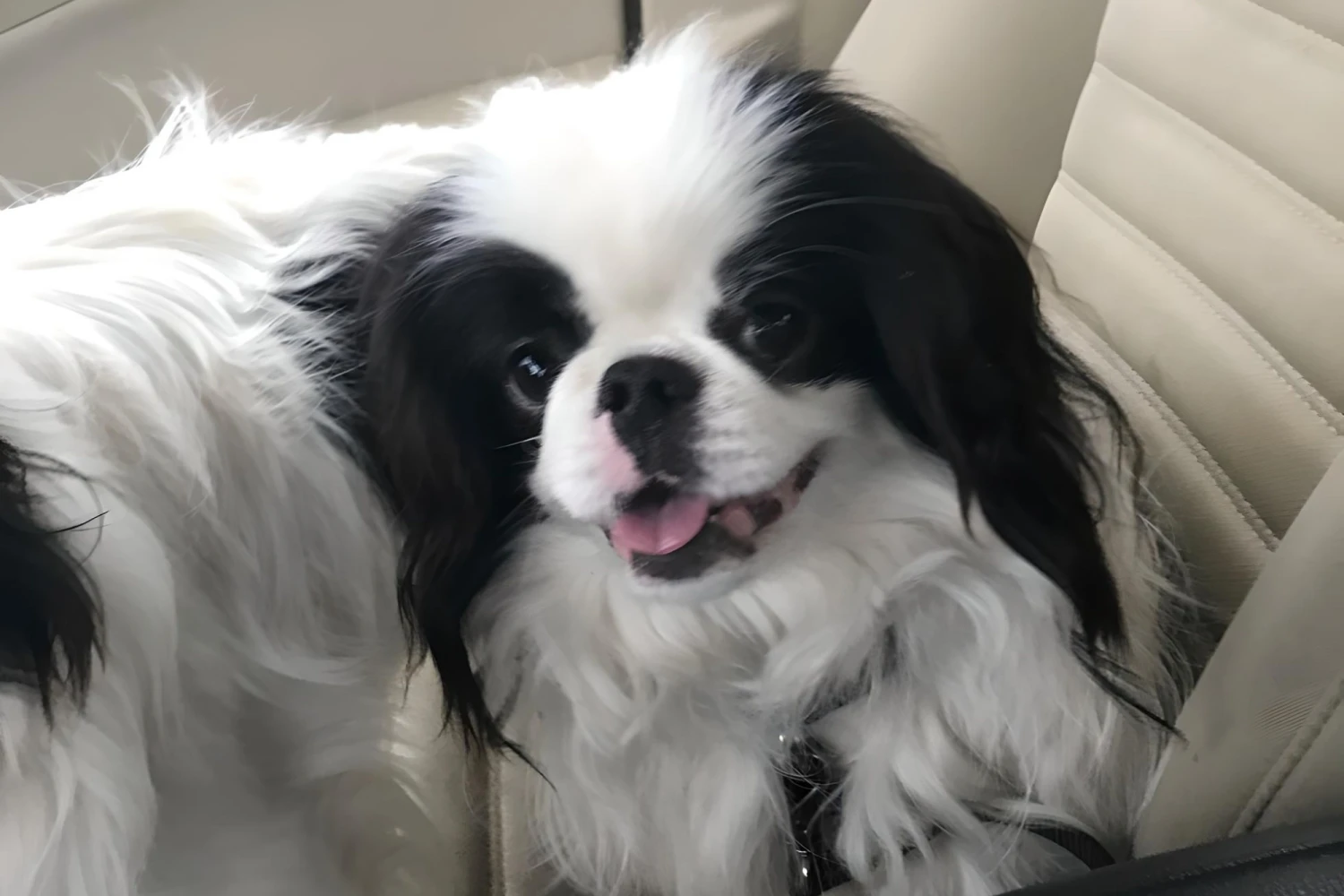 BMW X5 Dog Carrier Car Seat for Japanese Chin