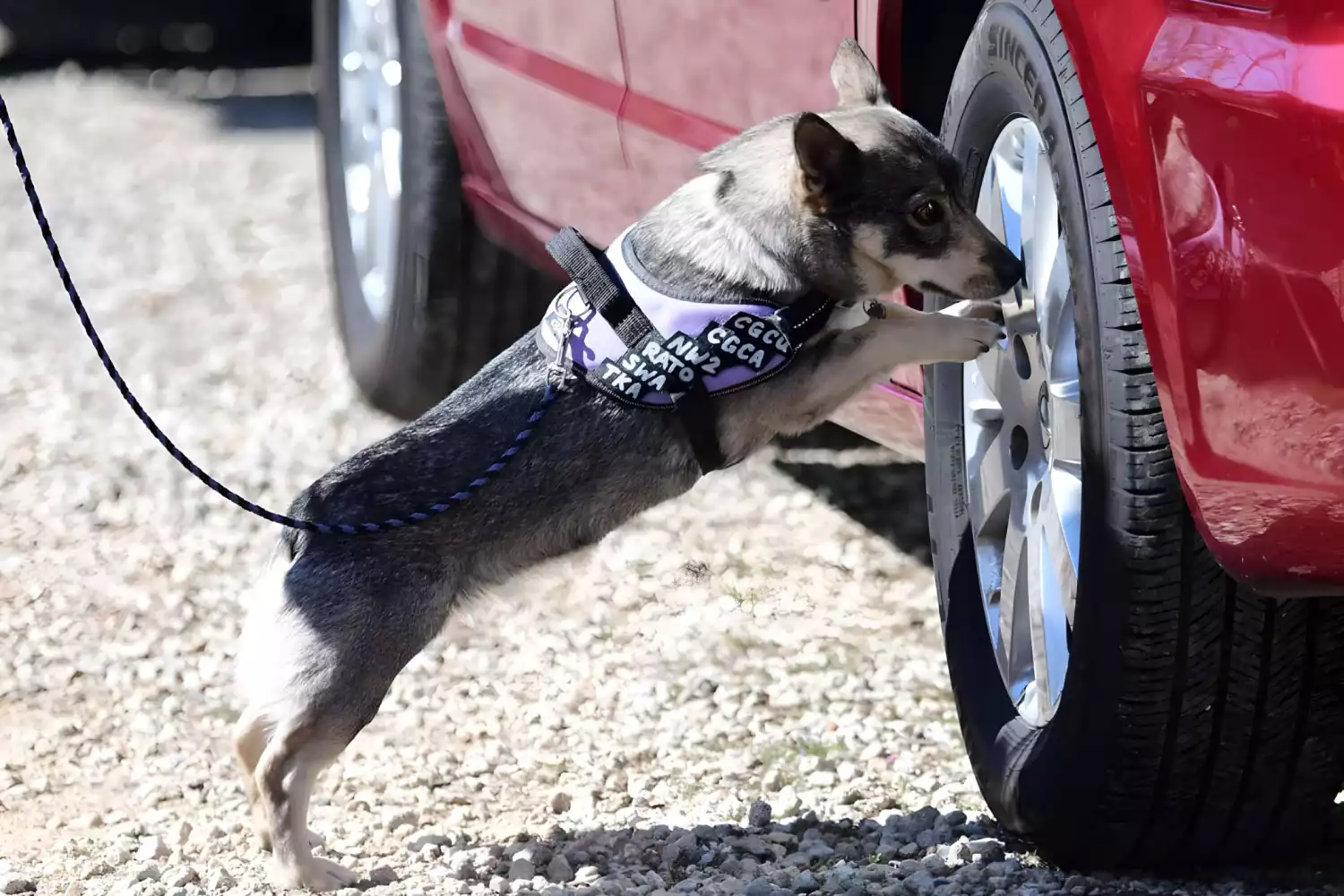 Honda Fit Dog Carrier Car Seat for Swedish Vallhund