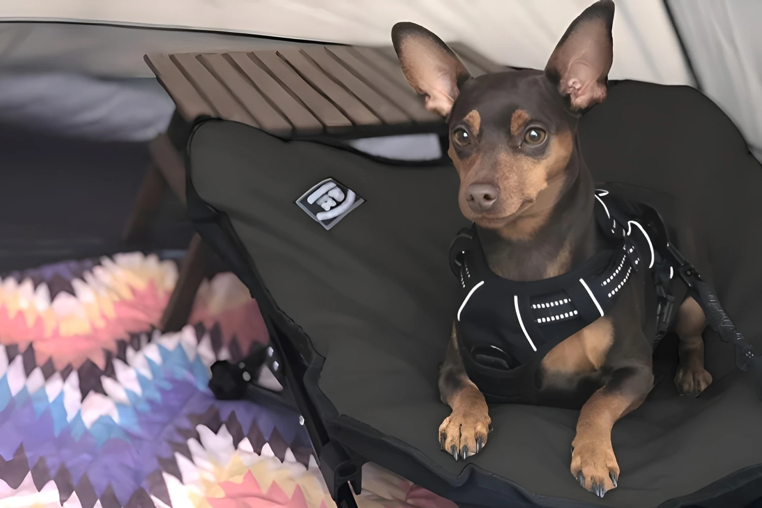 Toyota RAV4 Dog Car Seat for Manchester Terriers